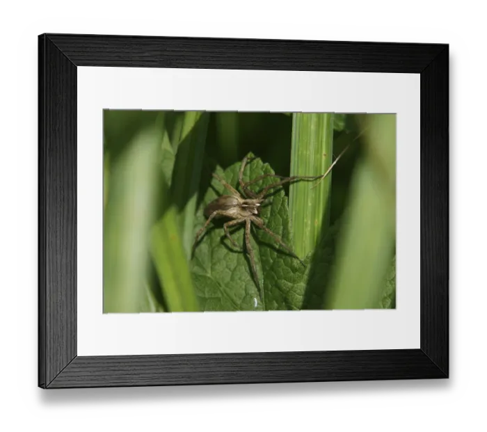 Framed Print : List spider