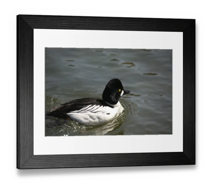 Framed Print : Bucephala clangula