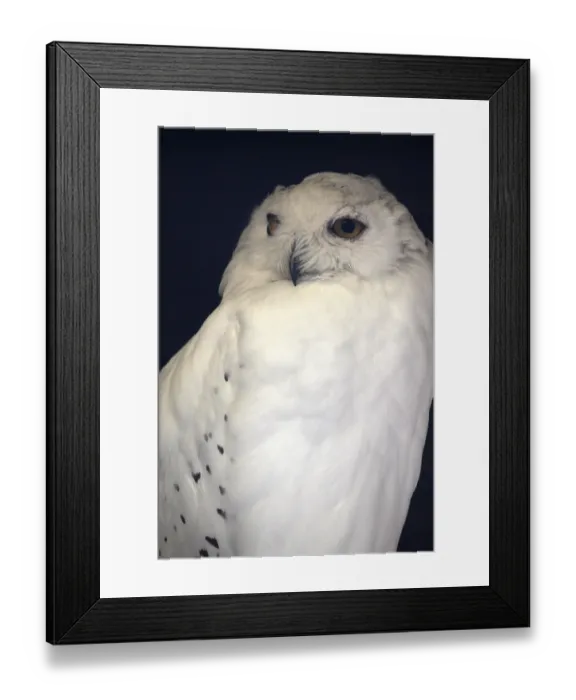 Framed Print : Snowy owl Framed Print : Snowy owl