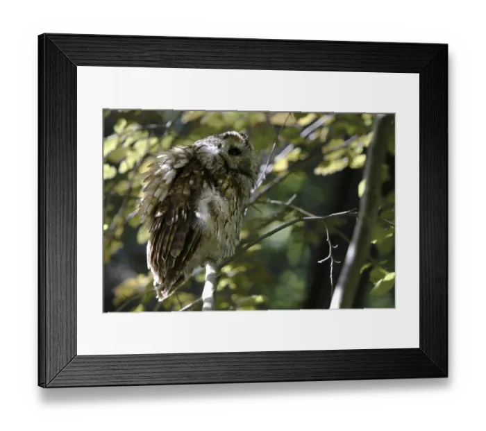 Framed Print : Tawny owl Framed Print : Tawny owl