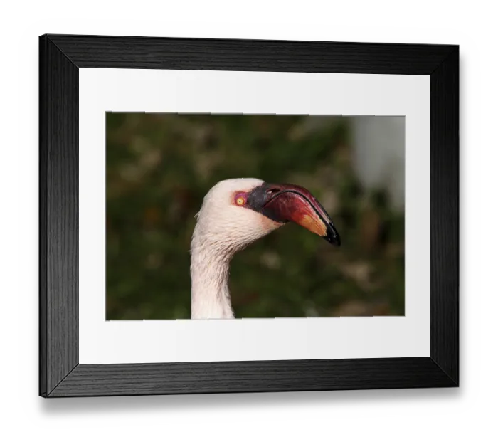 Framed Print : Dwarf flamingo