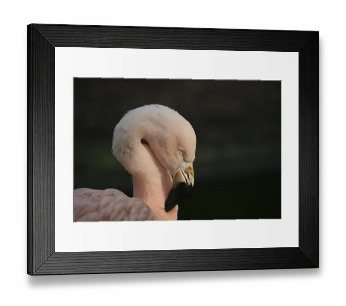 Framed Print : Gracile bird in pink Framed Print : Gracile bird in pink