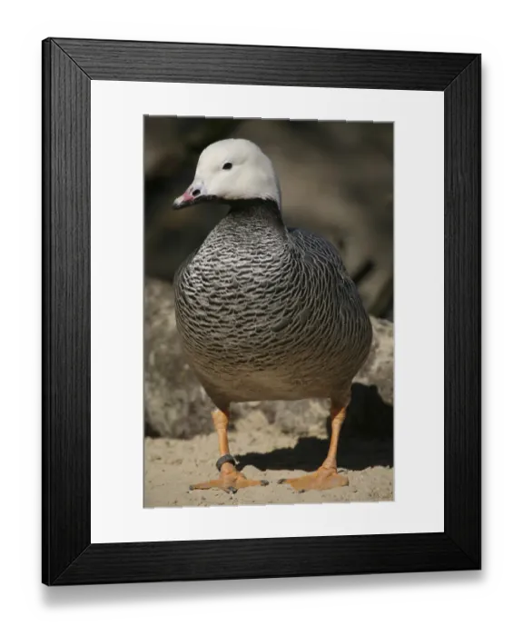 Framed Print : Anser canagicus