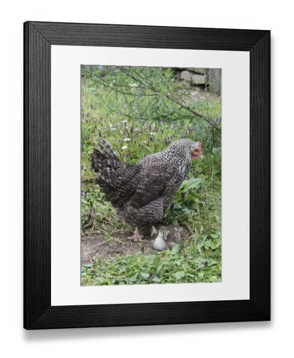 Framed Print : Hen with chick