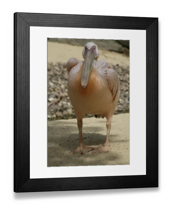 Framed Print : Pelecanus onocrotalus Framed Print : Pelecanus onocrotalus
