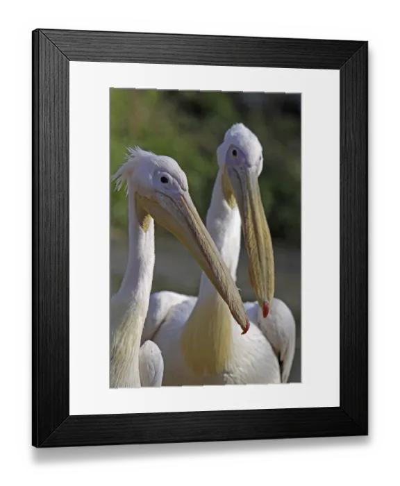 Framed Print : Two pink pelicans