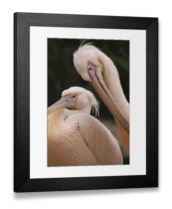 Framed Print : Pelecanus onocrotalus