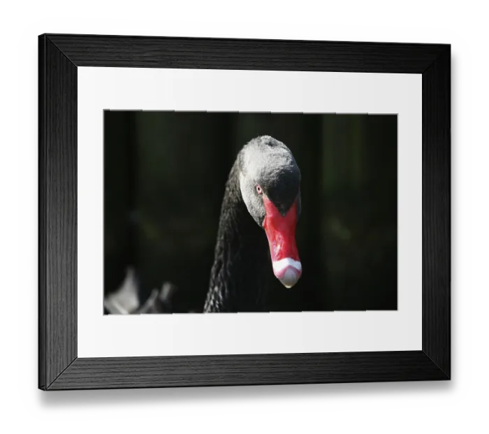 Framed Print : The black swan is the only swan that is almost completely black