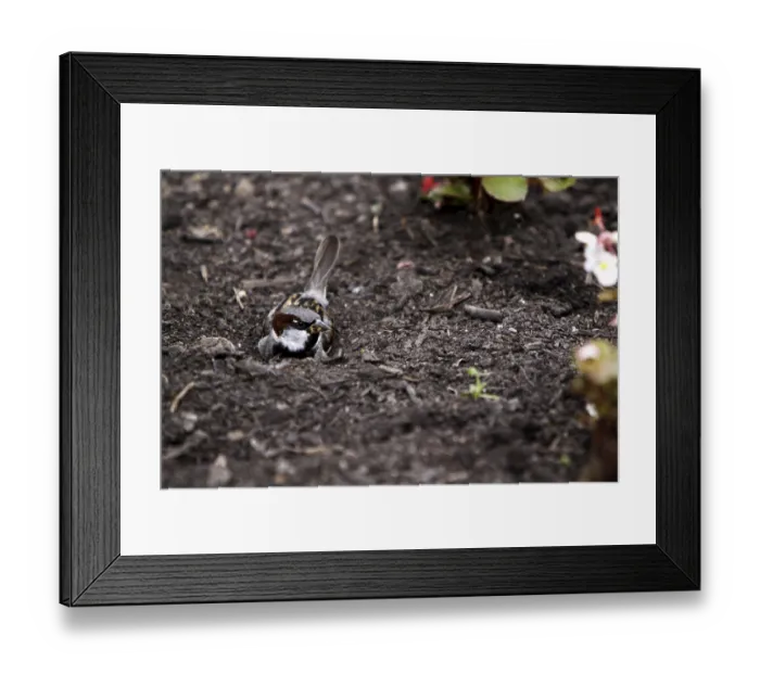 Framed Print : Sparrow having a sand bath Framed Print : Sparrow having a sand bath