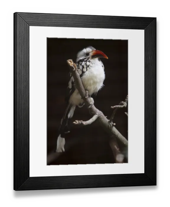 Framed Print : Red-billed Hornbill Framed Print : Red-billed Hornbill