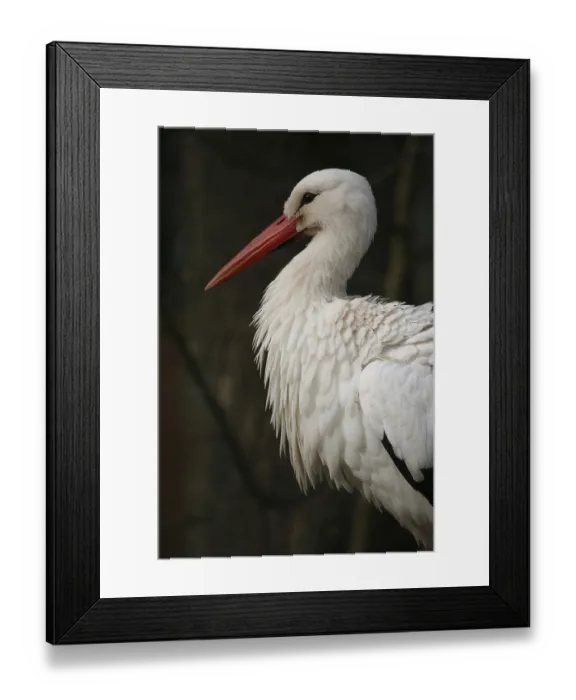 Framed Print : Adebar