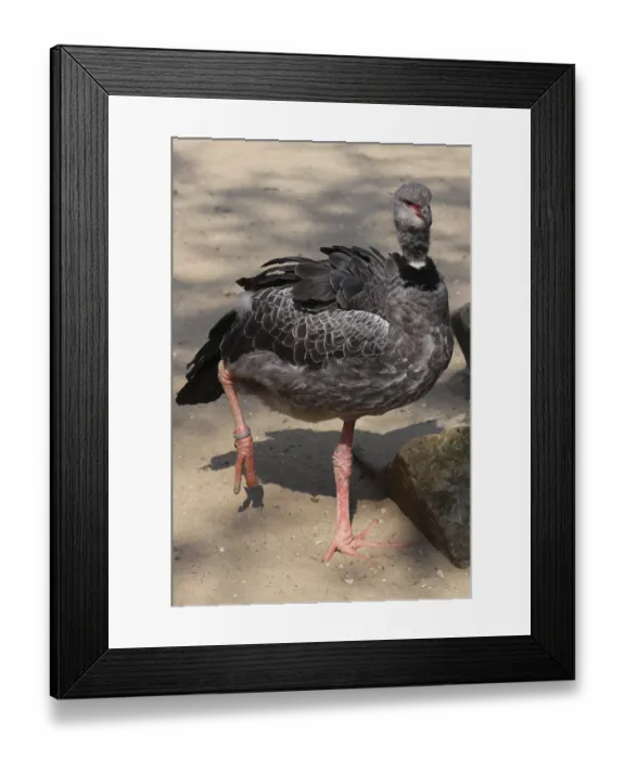 Framed Print : Chaia (Collared Weaver Bird) Framed Print : Chaia (Collared Weaver Bird)