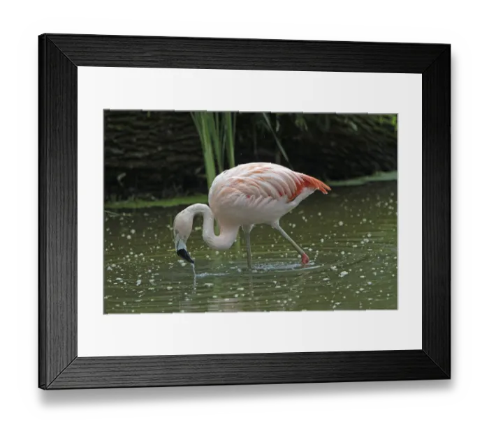 Framed Print : Flamingo
