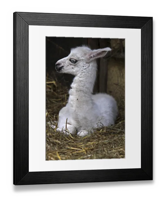 Framed Print : Llama young Framed Print : Llama young