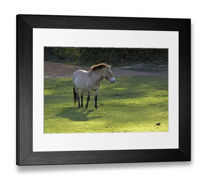 Framed Print : Przewalski's horse Przewalski's horse