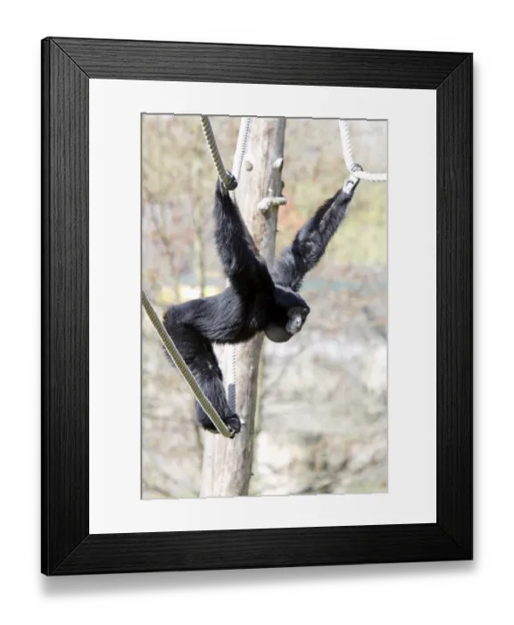 Framed Print : Siamang