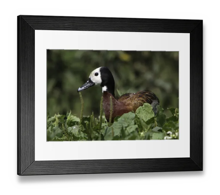 Framed Print : Widow-whistling goose Framed Print : Widow-whistling goose