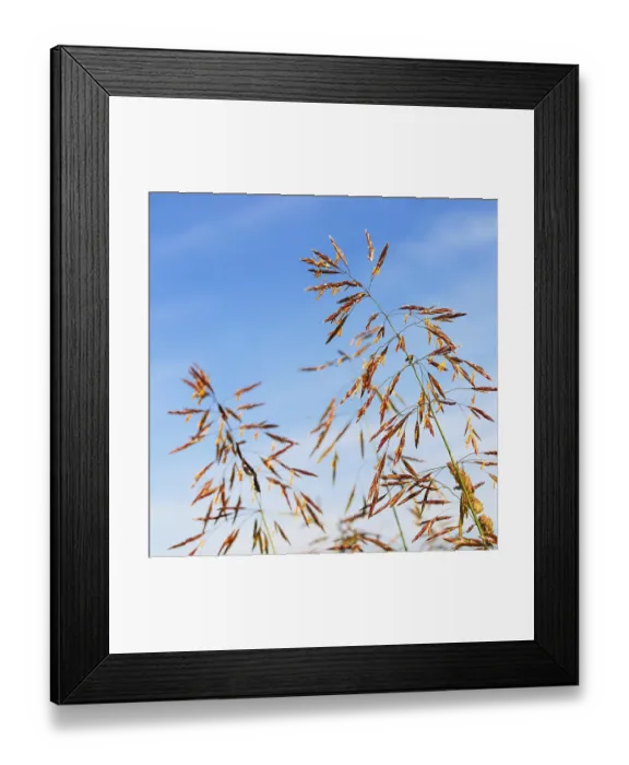 Framed Print : Grass and seeds against a blue sky
