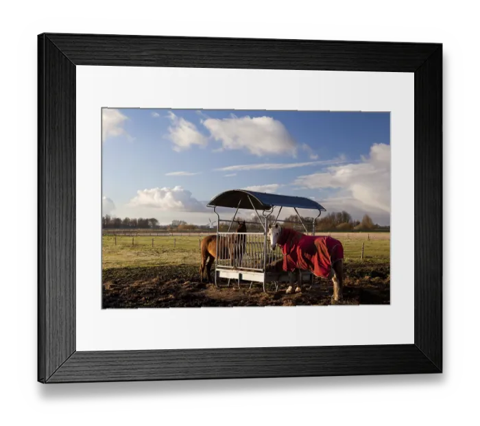 Framed Print : Horses in blanket feeding on pasture outdoors Framed Print : Horses in blanket feeding on pasture outdoors