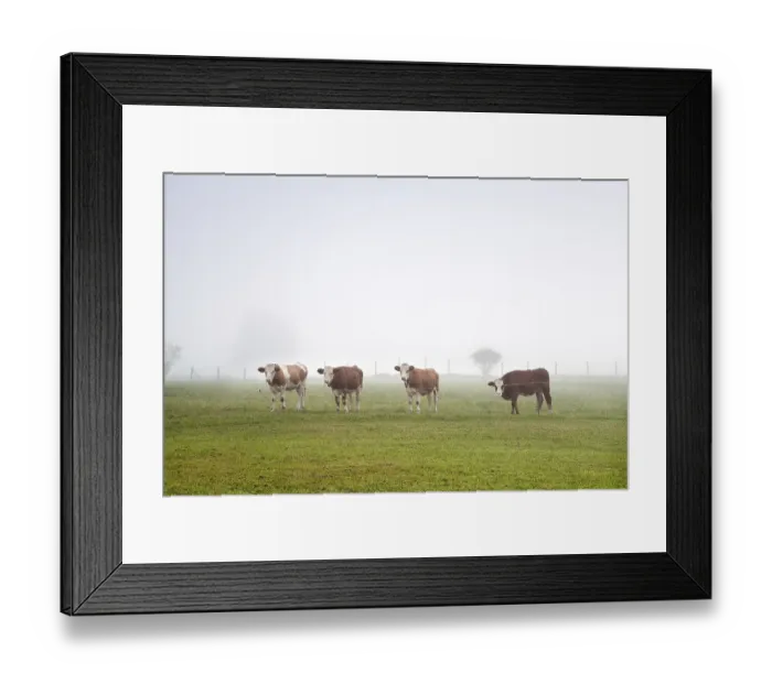 Framed Print : Alpine cows on pasture in morning fog