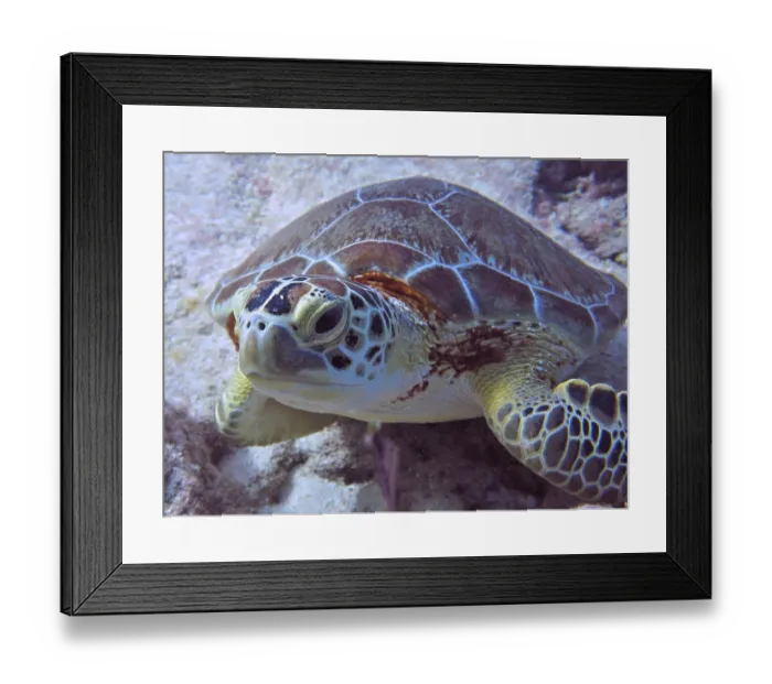 Framed Print : Close-up of a Hawksbill sea turtle (Eretmochelys imbricata imbricata)
