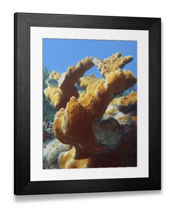 Framed Print : Magnificent elkhorn coral (Acropora palmata) under the sea surface Framed Print : Magnificent elkhorn coral (Acropora palmata) under the sea surface