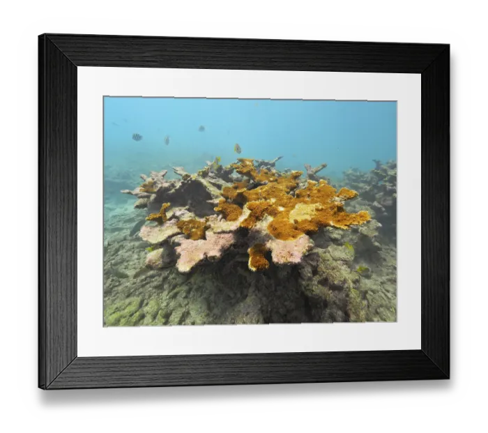 Framed Print : Partially dead elkhorn coral (Acropora palmata)