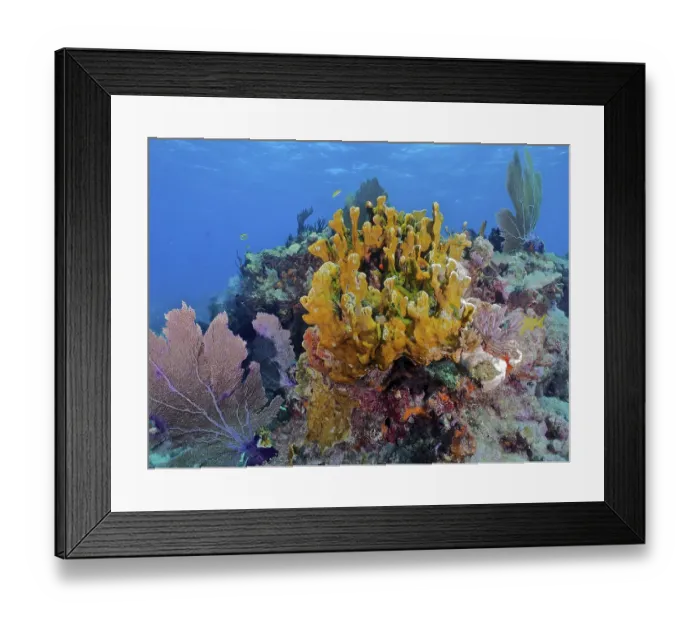 Framed Print : Colourful coral reef with various creatures Framed Print : Colourful coral reef with various creatures