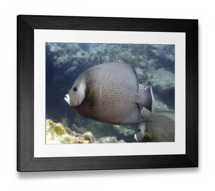 Framed Print : Gray angelfish (Pomacanthus arcuatus) swimming along the coral reef in the clear water