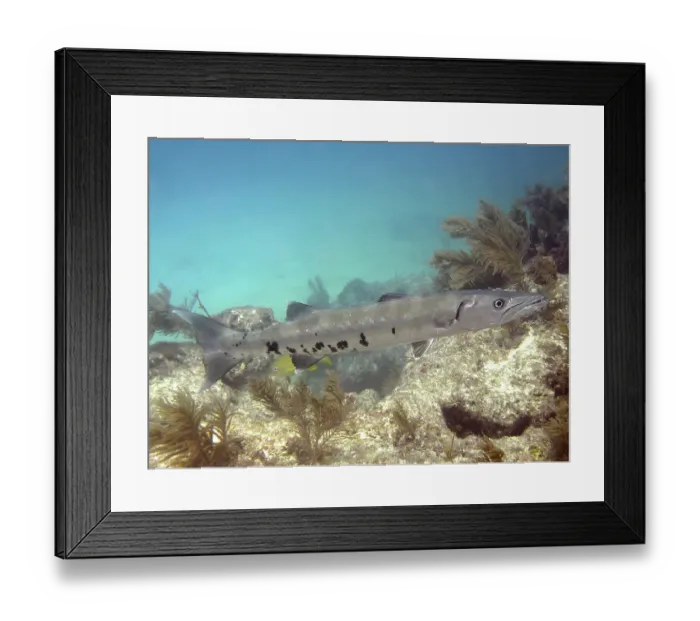Framed Print : A Great barracuda (Sphyraena barracuda) swims in clear turquoise water above a reef