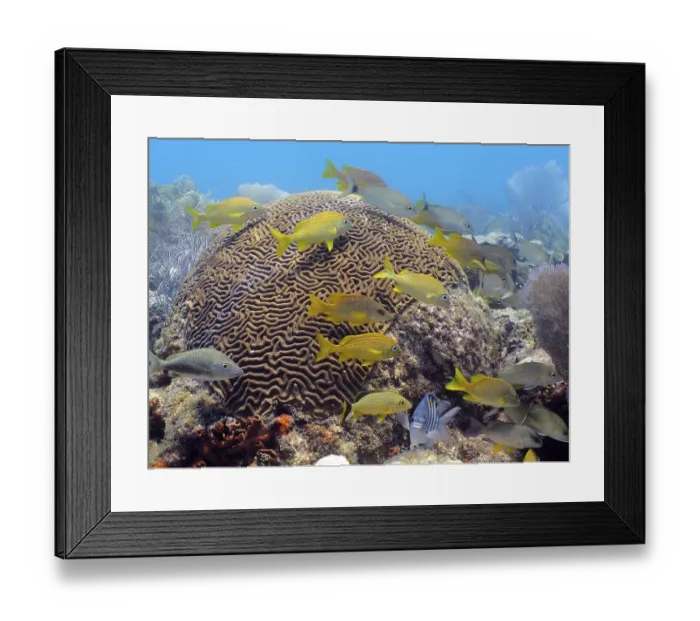 Framed Print : Bright fish swim around large brain coral (Diploria labyrinthiformis) in the blue water of a reef Framed Print : Bright fish swim around large brain coral (Diploria labyrinthiformis) in the blue water of a reef