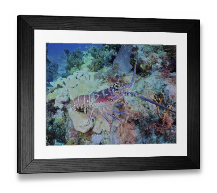 Framed Print : Colourful Caribbean langoustine (Panulirus argus) crawls on corals in the clear water of the reef