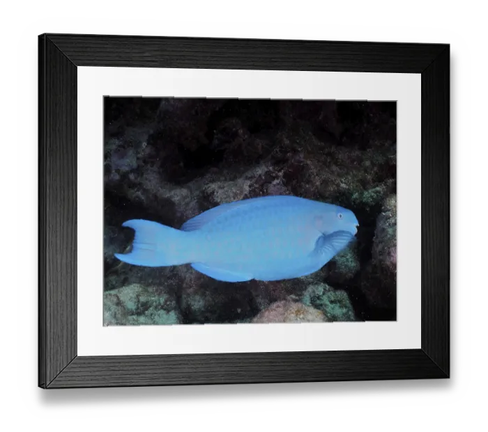 Framed Print : A blue parrotfish (Scarus coeruleus) glides across the seabed