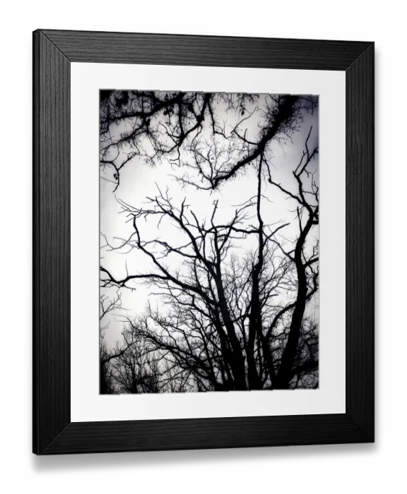 Framed Print : Gnarled tree branches stretch upwards