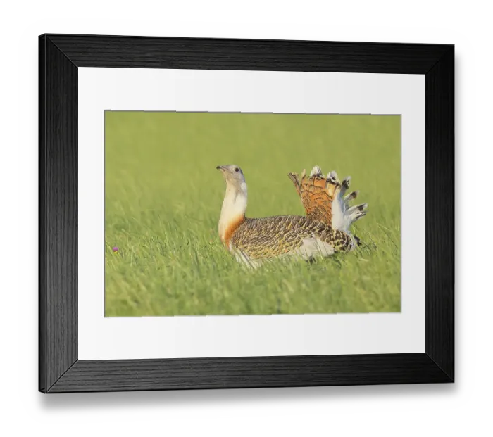 Framed Print : Great Bustard (Otis tarda), searching for food in a meadow