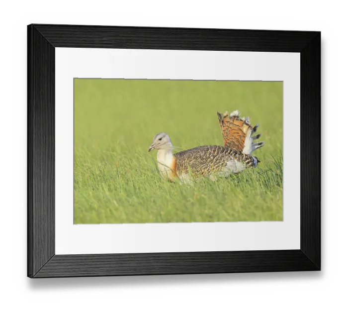 Framed Print : Great Bustard (Otis tarda), searching for food in a meadow