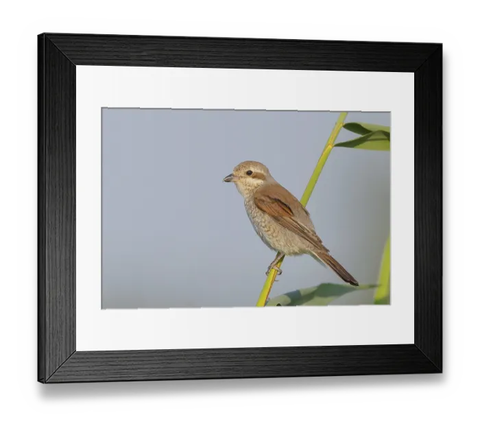 Framed Print : Red-backed shrike (Lanius collurio)