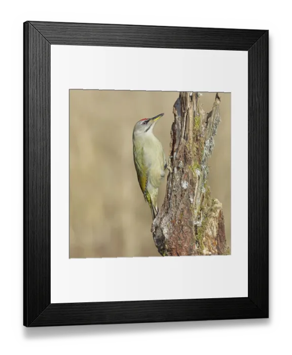 Framed Print : Grey-headed woodpecker (Picus canus)