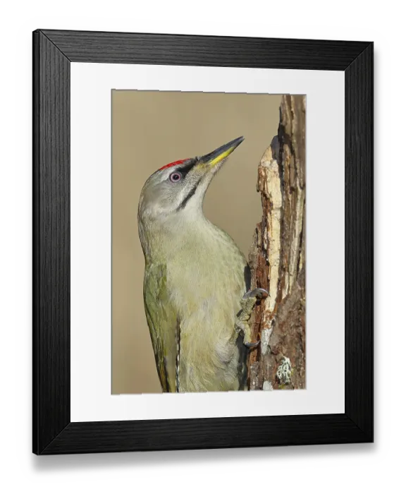 Framed Print : Grey-headed woodpecker (Picus canus) Framed Print : Grey-headed woodpecker (Picus canus)