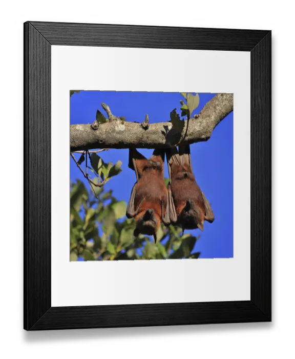 Framed Print : Wild animals living in Australia Framed Print : Wild animals living in Australia