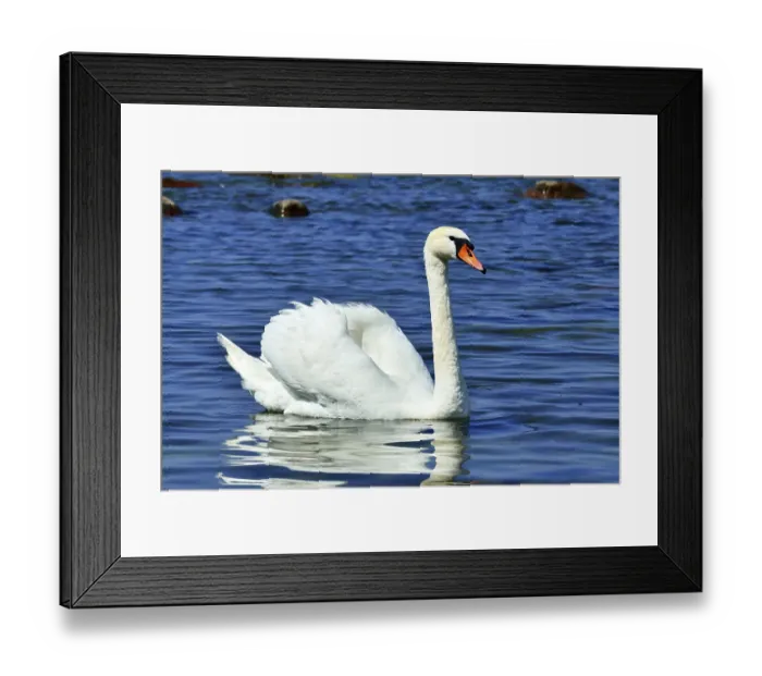 Framed Print : White mute swan is swimming on the Lake
