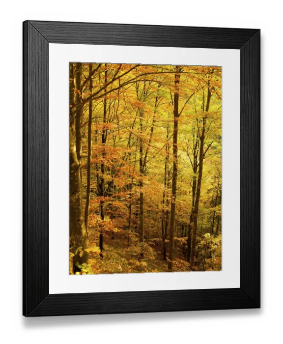 Framed Print : Deciduous forest in autumn