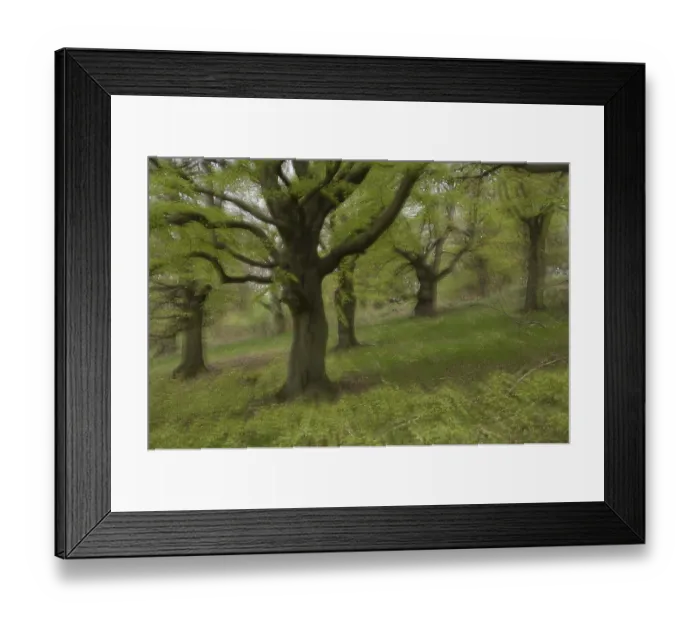 Framed Print : Copper beeches (Fagus sylvatica), Germany