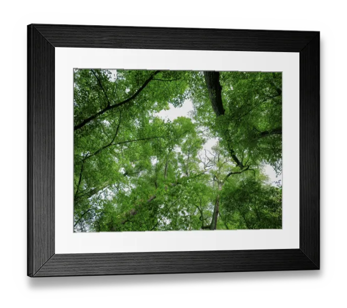 Framed Print : Trees in the Colbitz Linden Forest in the Colbitz-Letzlinger Heide