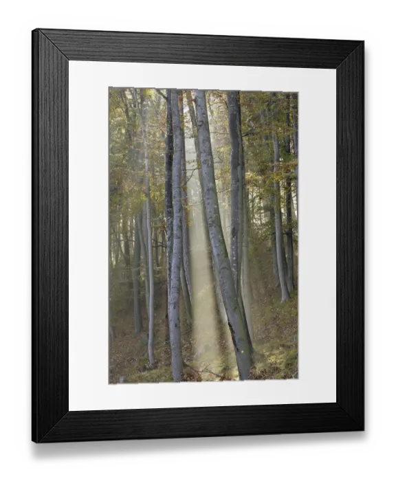 Framed Print : Sun is shinning into a beech forest with fog Lower Austria