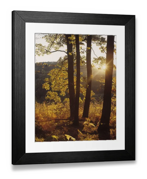 Framed Print : Forest in autumn