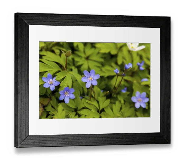Framed Print : Flowering anemone carpet in the forest