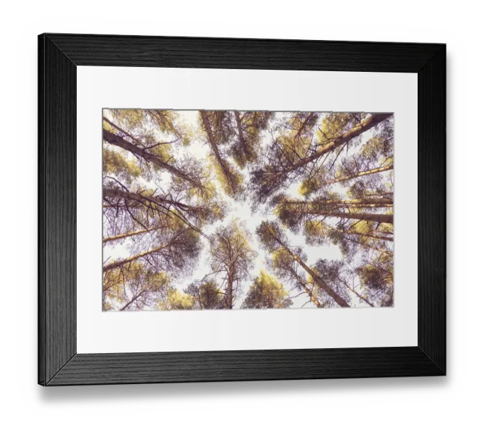 Framed Print : Pine trees in sunset sunlight, pine forest bottom up view Framed Print : Pine trees in sunset sunlight, pine forest bottom up view