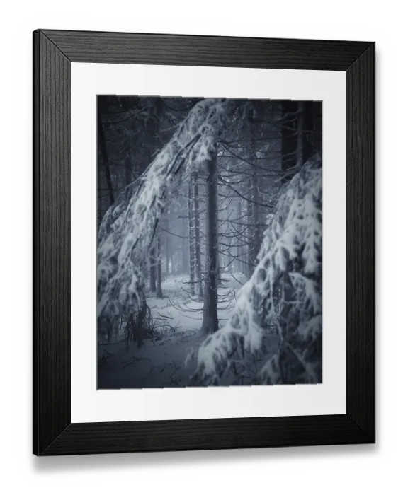 Framed Print : Trunk and branches of conifer in winter Framed Print : Trunk and branches of conifer in winter