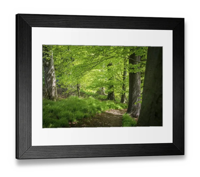 Framed Print : A peaceful forest path surrounded by green trees and fresh undergrowth Framed Print : A peaceful forest path surrounded by green trees and fresh undergrowth